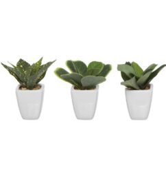 conjunto 3 vasos plantas