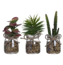 planta cato