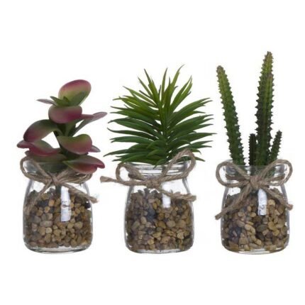 planta cato