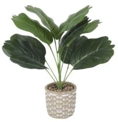 planta-bambu