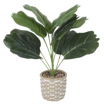 planta-bambu