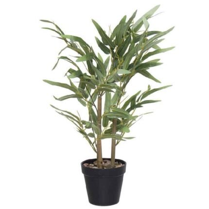planta-bambu