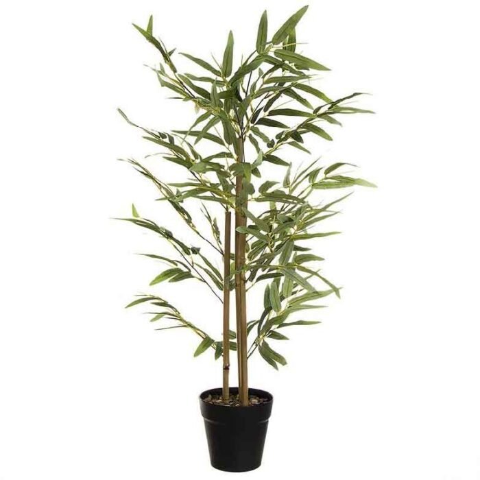 planta-bambu